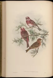 Carpodacus roseus